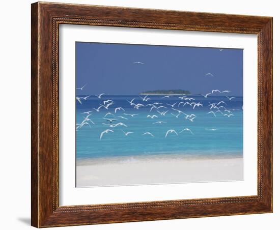 Sea Gulls and Resort, the Maldives, Indian Ocean-Sakis Papadopoulos-Framed Premium Photographic Print