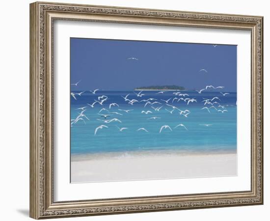 Sea Gulls and Resort, the Maldives, Indian Ocean-Sakis Papadopoulos-Framed Photographic Print