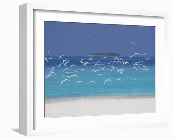 Sea Gulls and Resort, the Maldives, Indian Ocean-Sakis Papadopoulos-Framed Photographic Print