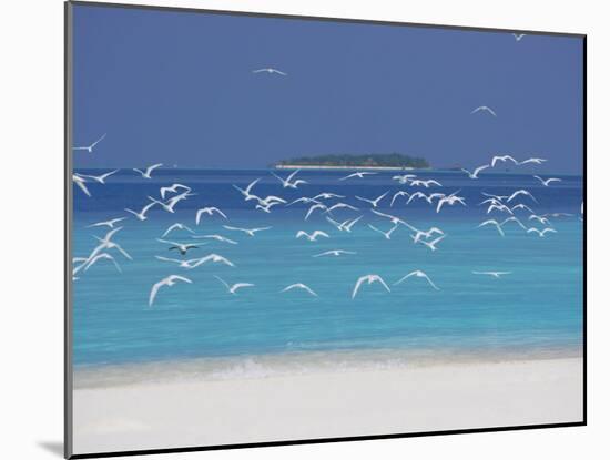 Sea Gulls and Resort, the Maldives, Indian Ocean-Sakis Papadopoulos-Mounted Photographic Print