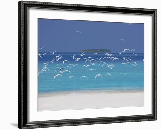 Sea Gulls and Resort, the Maldives, Indian Ocean-Sakis Papadopoulos-Framed Photographic Print