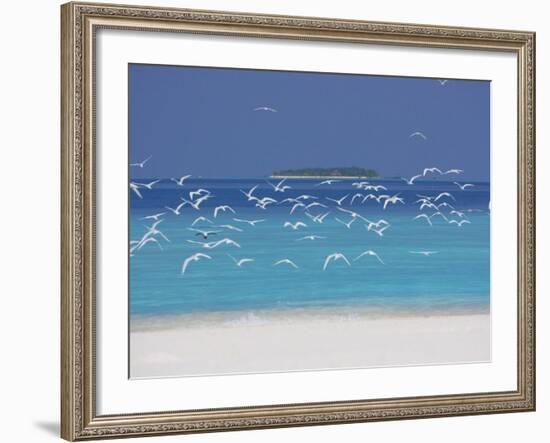 Sea Gulls and Resort, the Maldives, Indian Ocean-Sakis Papadopoulos-Framed Photographic Print