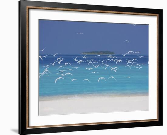 Sea Gulls and Resort, the Maldives, Indian Ocean-Sakis Papadopoulos-Framed Photographic Print