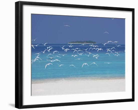 Sea Gulls and Resort, the Maldives, Indian Ocean-Sakis Papadopoulos-Framed Photographic Print