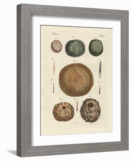 Sea Hedgehog-null-Framed Giclee Print