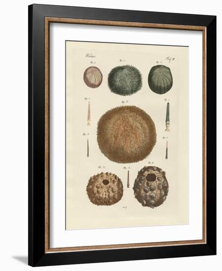 Sea Hedgehog-null-Framed Giclee Print