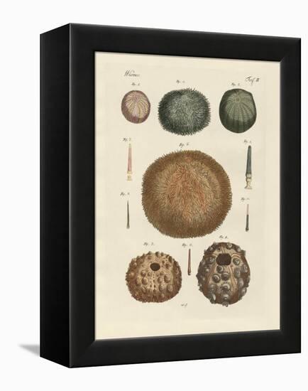 Sea Hedgehog-null-Framed Premier Image Canvas