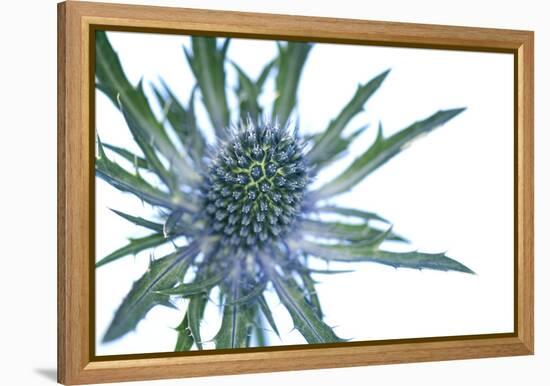 Sea Holly (Eryngium Sp.)-Lawrence Lawry-Framed Premier Image Canvas