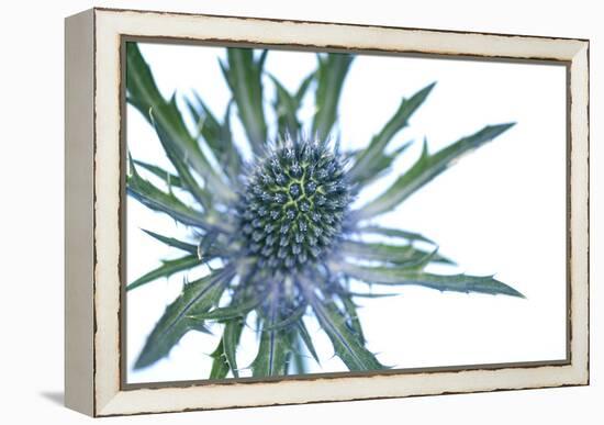 Sea Holly (Eryngium Sp.)-Lawrence Lawry-Framed Premier Image Canvas