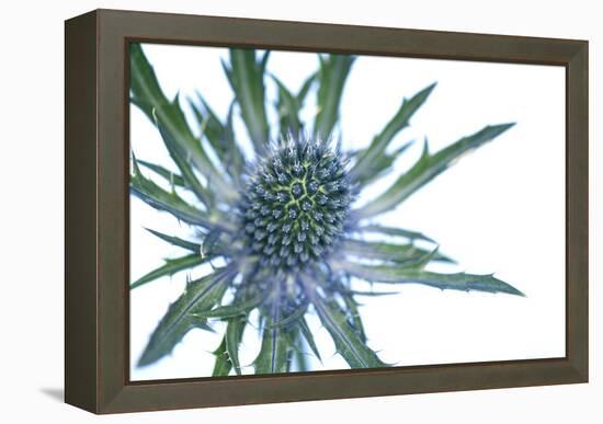 Sea Holly (Eryngium Sp.)-Lawrence Lawry-Framed Premier Image Canvas