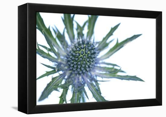 Sea Holly (Eryngium Sp.)-Lawrence Lawry-Framed Premier Image Canvas