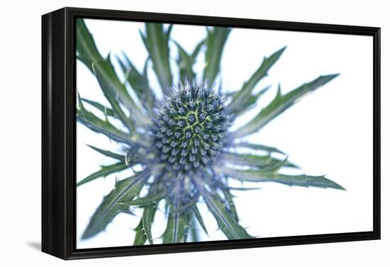 Sea Holly (Eryngium Sp.)-Lawrence Lawry-Framed Premier Image Canvas