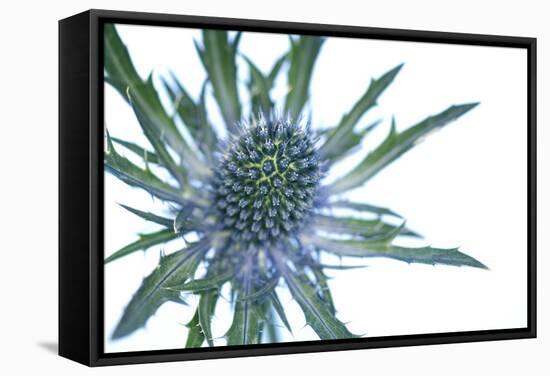 Sea Holly (Eryngium Sp.)-Lawrence Lawry-Framed Premier Image Canvas