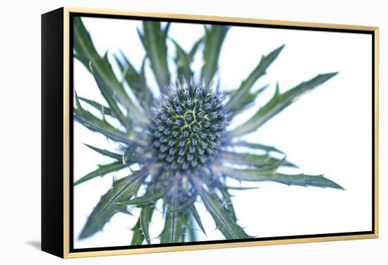 Sea Holly (Eryngium Sp.)-Lawrence Lawry-Framed Premier Image Canvas