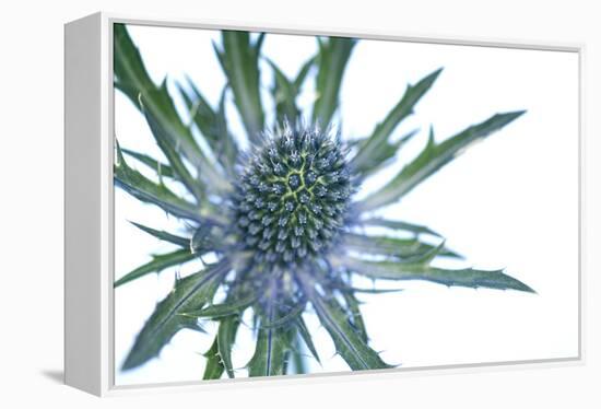 Sea Holly (Eryngium Sp.)-Lawrence Lawry-Framed Premier Image Canvas