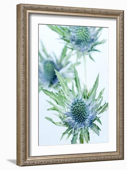 Sea Holly (Eryngium Sp.)-Lawrence Lawry-Framed Photographic Print