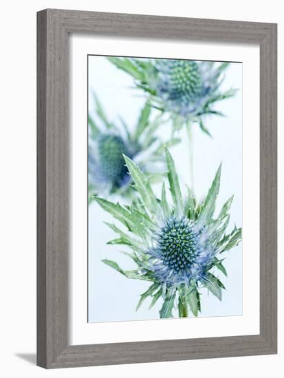 Sea Holly (Eryngium Sp.)-Lawrence Lawry-Framed Photographic Print