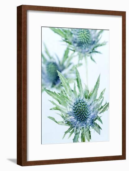 Sea Holly (Eryngium Sp.)-Lawrence Lawry-Framed Photographic Print