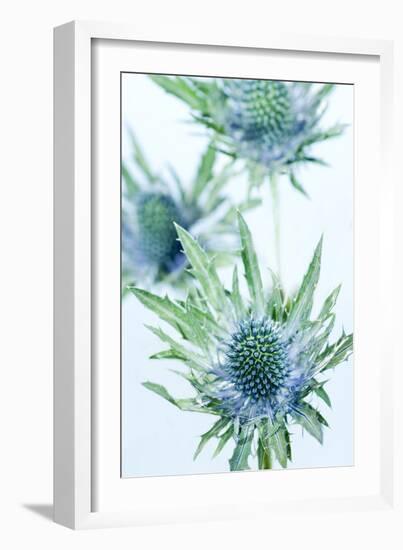 Sea Holly (Eryngium Sp.)-Lawrence Lawry-Framed Photographic Print