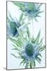 Sea Holly (Eryngium Sp.)-Lawrence Lawry-Mounted Photographic Print