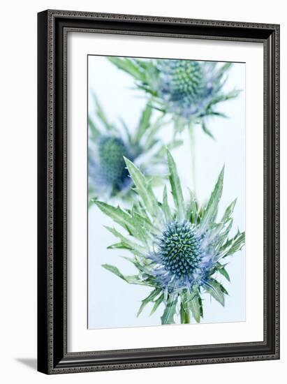 Sea Holly (Eryngium Sp.)-Lawrence Lawry-Framed Photographic Print