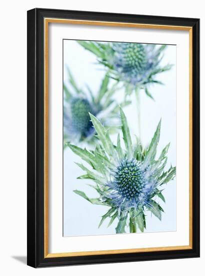 Sea Holly (Eryngium Sp.)-Lawrence Lawry-Framed Photographic Print