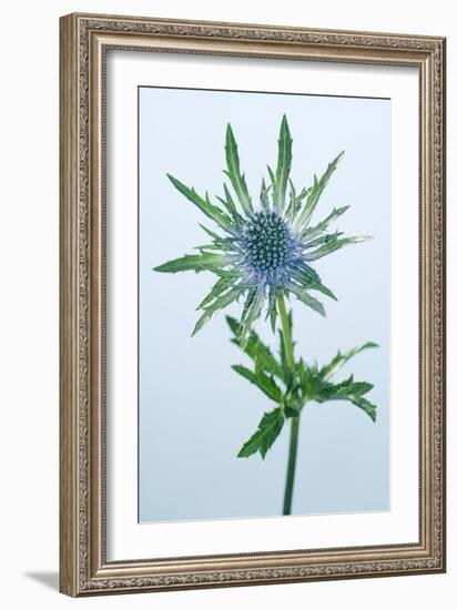 Sea Holly (Eryngium Sp.)-Lawrence Lawry-Framed Photographic Print