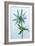 Sea Holly (Eryngium Sp.)-Lawrence Lawry-Framed Photographic Print