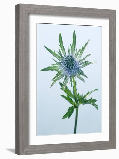 Sea Holly (Eryngium Sp.)-Lawrence Lawry-Framed Photographic Print