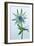 Sea Holly (Eryngium Sp.)-Lawrence Lawry-Framed Photographic Print