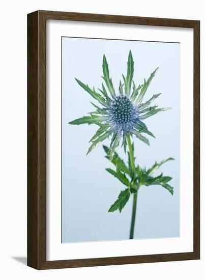 Sea Holly (Eryngium Sp.)-Lawrence Lawry-Framed Photographic Print