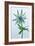 Sea Holly (Eryngium Sp.)-Lawrence Lawry-Framed Photographic Print