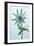 Sea Holly (Eryngium Sp.)-Lawrence Lawry-Framed Photographic Print