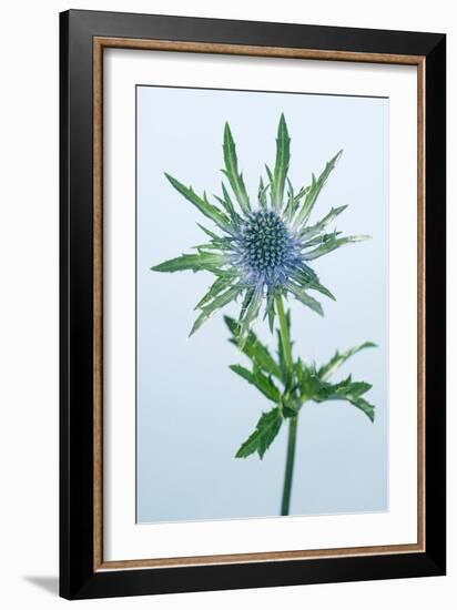 Sea Holly (Eryngium Sp.)-Lawrence Lawry-Framed Photographic Print