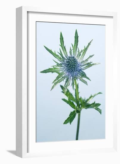 Sea Holly (Eryngium Sp.)-Lawrence Lawry-Framed Photographic Print