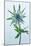 Sea Holly (Eryngium Sp.)-Lawrence Lawry-Mounted Photographic Print