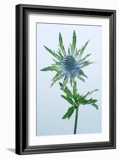 Sea Holly (Eryngium Sp.)-Lawrence Lawry-Framed Photographic Print