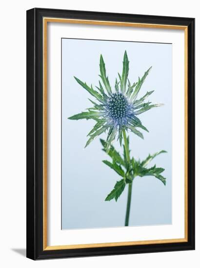 Sea Holly (Eryngium Sp.)-Lawrence Lawry-Framed Photographic Print