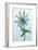 Sea Holly (Eryngium Sp.)-Lawrence Lawry-Framed Photographic Print