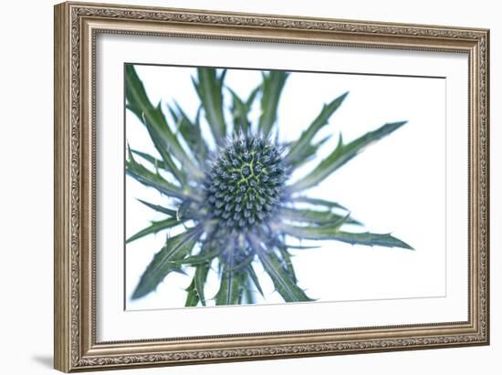 Sea Holly (Eryngium Sp.)-Lawrence Lawry-Framed Photographic Print