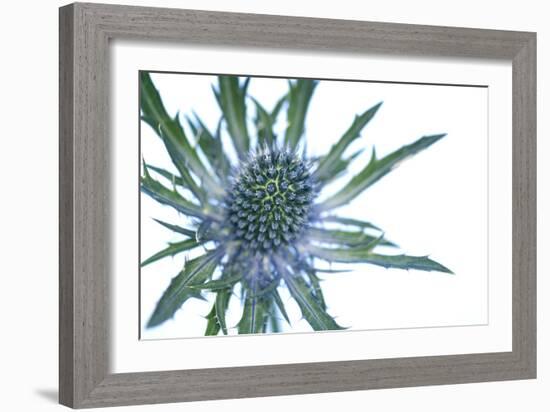 Sea Holly (Eryngium Sp.)-Lawrence Lawry-Framed Photographic Print