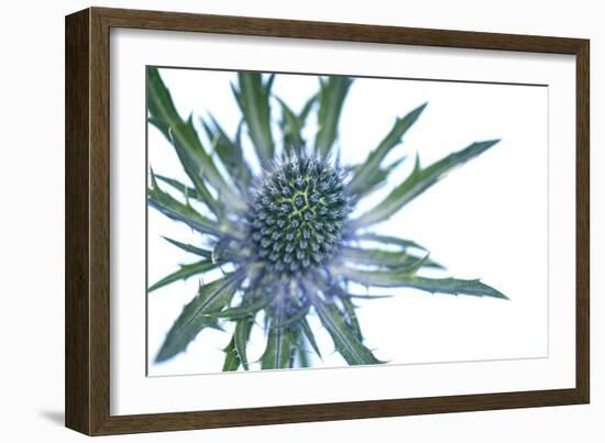 Sea Holly (Eryngium Sp.)-Lawrence Lawry-Framed Photographic Print