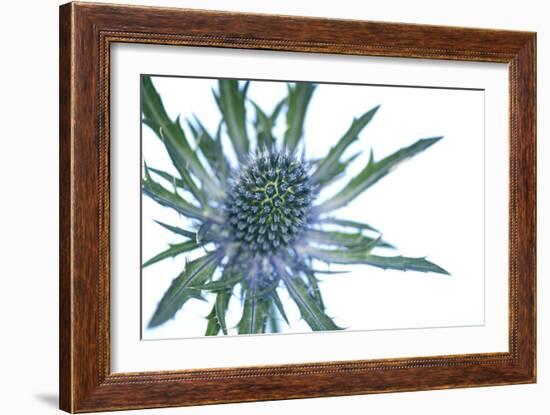 Sea Holly (Eryngium Sp.)-Lawrence Lawry-Framed Photographic Print