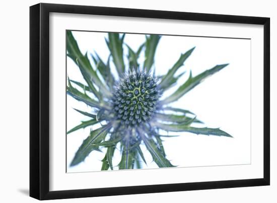 Sea Holly (Eryngium Sp.)-Lawrence Lawry-Framed Photographic Print