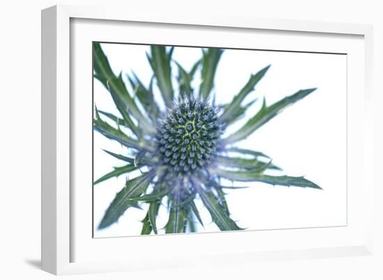 Sea Holly (Eryngium Sp.)-Lawrence Lawry-Framed Photographic Print