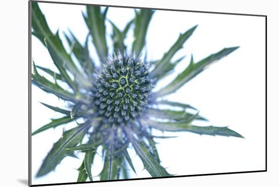 Sea Holly (Eryngium Sp.)-Lawrence Lawry-Mounted Photographic Print