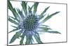 Sea Holly (Eryngium Sp.)-Lawrence Lawry-Mounted Photographic Print