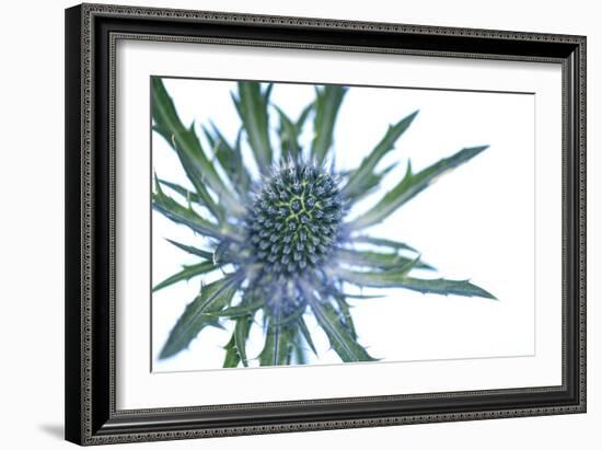 Sea Holly (Eryngium Sp.)-Lawrence Lawry-Framed Photographic Print