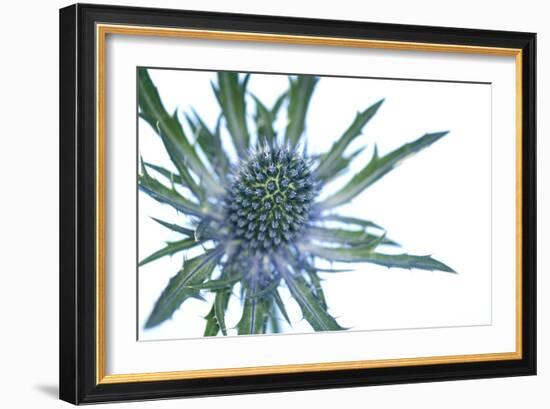 Sea Holly (Eryngium Sp.)-Lawrence Lawry-Framed Photographic Print