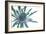 Sea Holly (Eryngium Sp.)-Lawrence Lawry-Framed Photographic Print